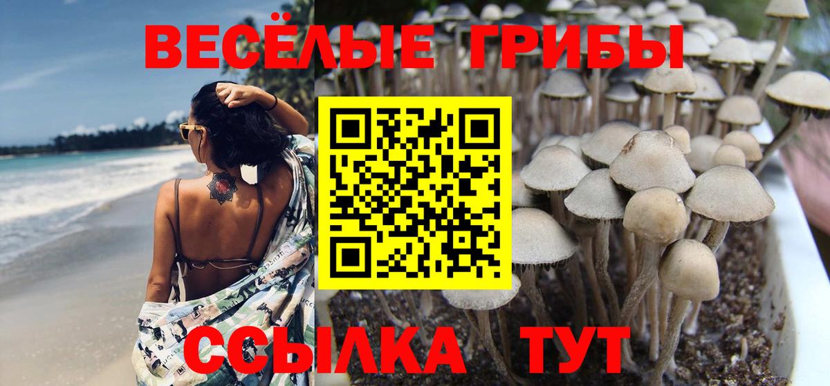 продажа наркотиков  Галлюциногенные грибы Psilocybe  Псилоцибиновые грибы прущие грибы  Вход с VPN  Михайловск 